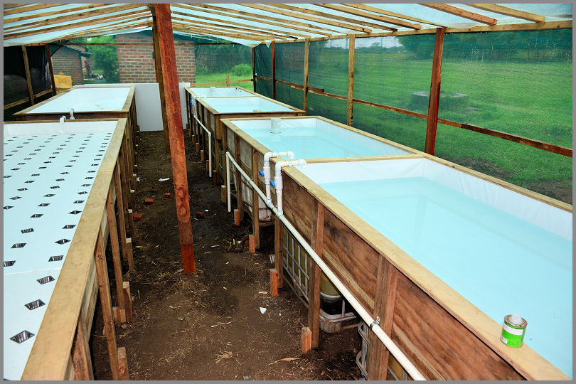 Inside the Aquaponic system